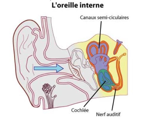 Traitement des pathologies de l'oreille, ORL Toulouse | ORL 31
