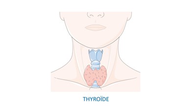 schéma glande thyroide